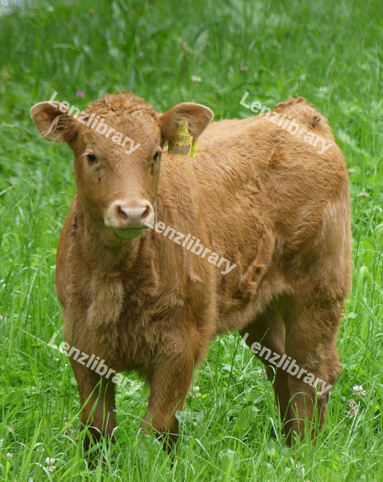 Brown Calf